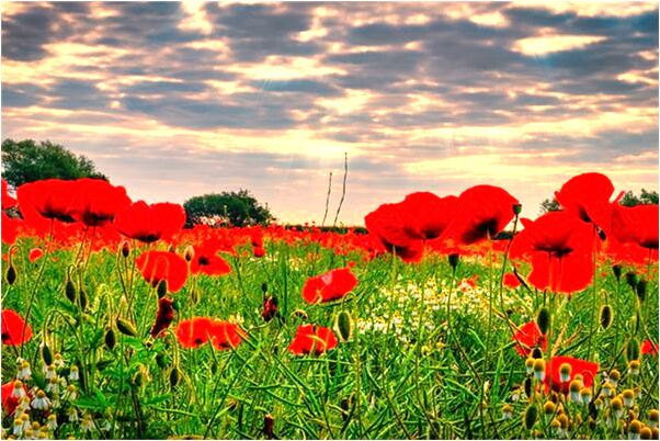 夢到牙齒鬆動拔不掉是什麼意思_周公解夢官網