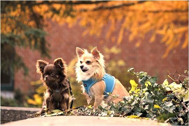 夢到自己成醫生什麼寓意_周公解夢官網