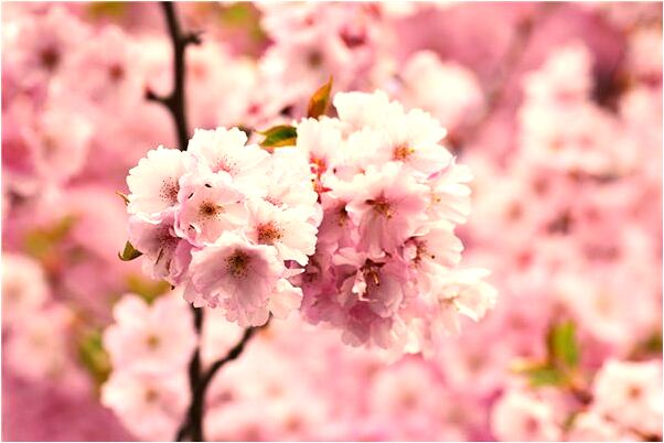 夢到三雙新襪子代表著什麼_周公解夢官網