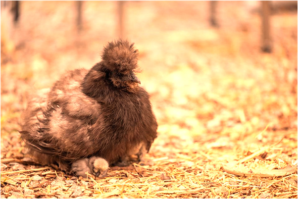 夢到了一條魚和一隻烏龜是什麼預兆_周公解夢官網