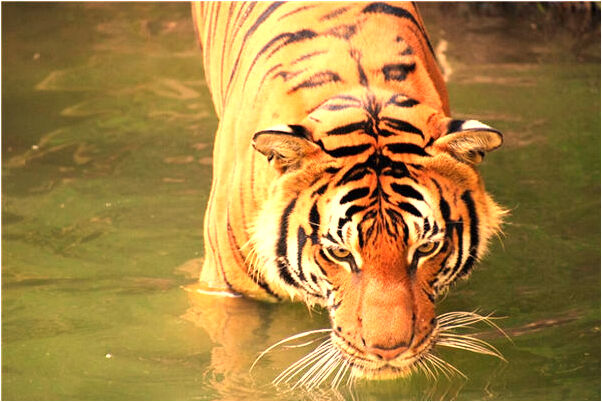 夢見人家死了有何寓意_周公解夢官網