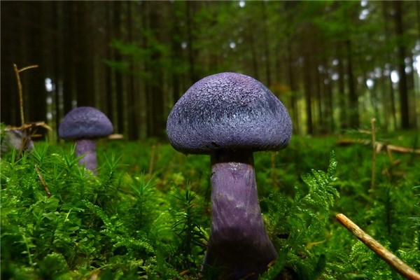 夢見青頭菌是什麼徵兆_周公解夢