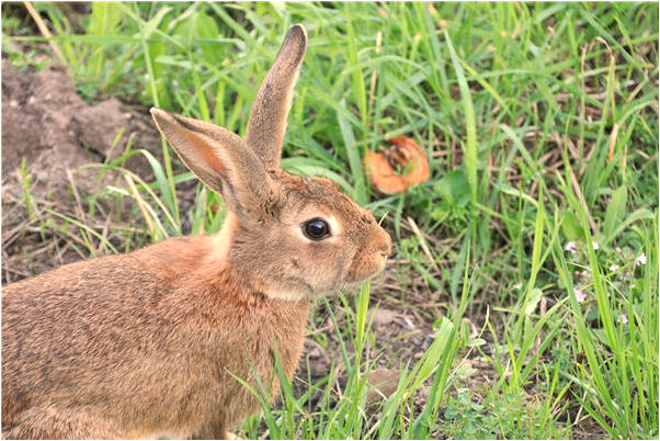 夢到家中小孩重病有什麼寓意嗎_周公解夢官網
