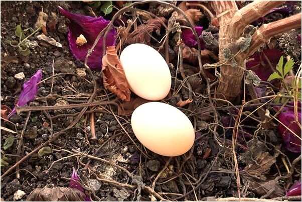 夢見老公的身體恢復了會是什麼預兆_周公解夢官網