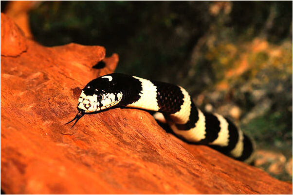 夢到了很多鱗片是什麼意思_周公解夢官網