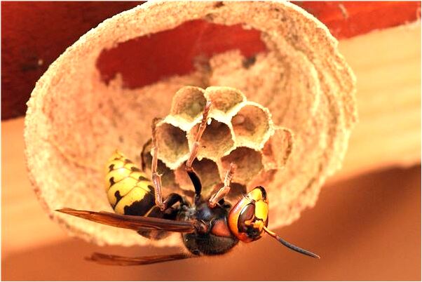 夢見釣到鯉魚跑了是什麼徵兆_周公解夢官網