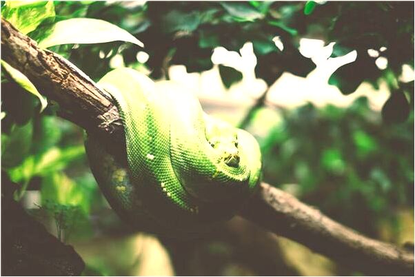 夢到條大白蛇從我身邊經過好不好_周公解夢官網