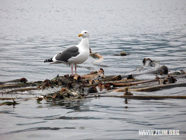 夢見碰到送葬隊伍_周公解夢夢到碰到送葬隊伍是什麼意思_做夢夢見碰到送葬隊伍好不好_周公解夢官網