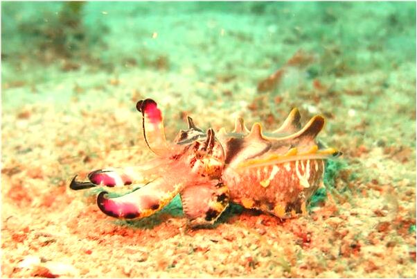 夢到咬碎牙齒掉下來有什麼意思_周公解夢官網