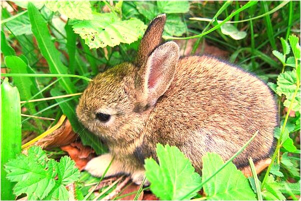 夢到被藏的小孩兒找著好不好_周公解夢官網