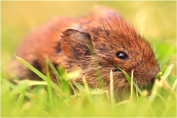 夢到別人抱著一條大魚什麼預兆_周公解夢官網