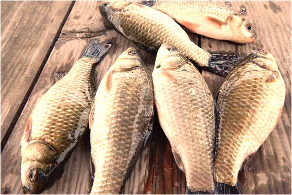 夢到老婆婆判刑了是什麼徵兆_周公解夢官網