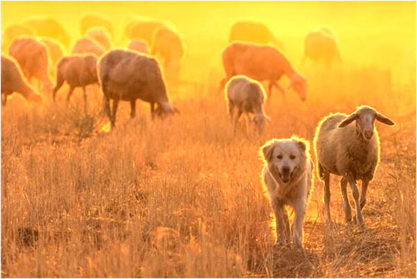 夢見女人別人家夫妻打架是什麼兆頭_周公解夢官網