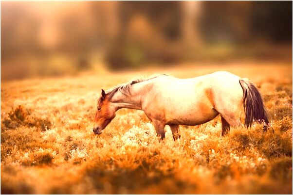 夢到進監獄放死刑犯出去是什麼預兆_周公解夢官網