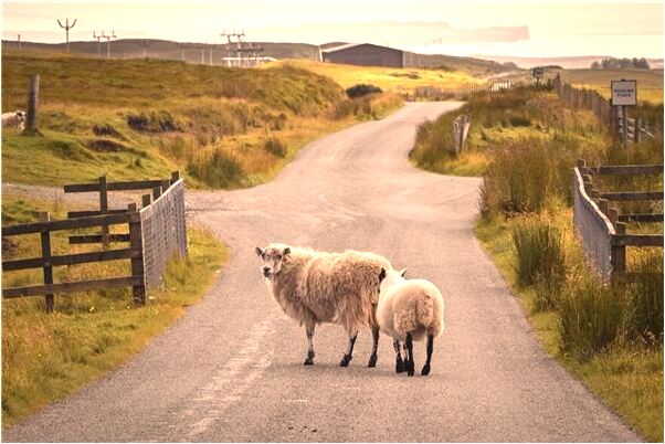 夢到了黑色雨傘預示什麼_周公解夢官網