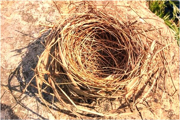 夢見自己親吻男友是什麼預兆？_周公解夢官網