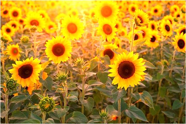 夢到了自己胳膊上長蟲子有什麼含義_周公解夢官網