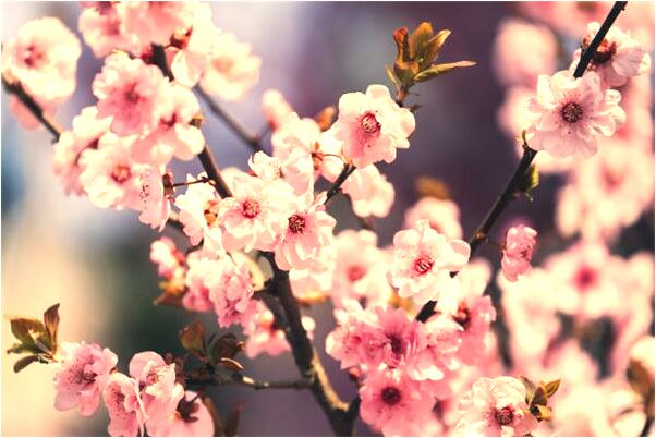 夢到了差點撞車有什麼寓意嗎_周公解夢官網