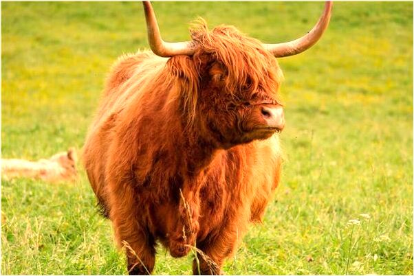 夢見摘豆角是怎么回事_周公解夢官網