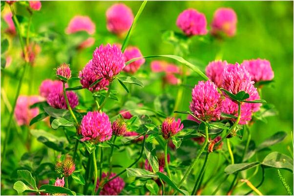 夢見別人吃兔肉會怎么樣_周公解夢官網