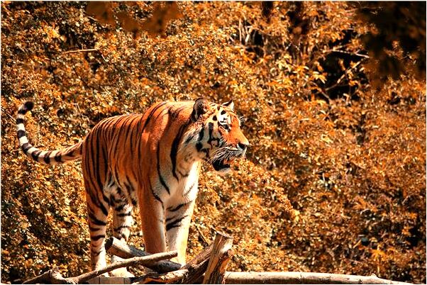 夢見自己右手手指縮小是好事還是壞事_周公解夢官網