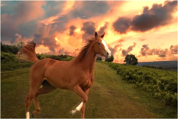 夢到遙控玩具飛機是凶兆還是吉兆_周公解夢官網