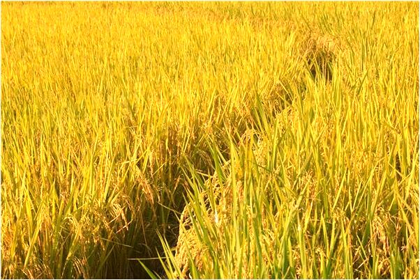 夢到我青河走預示什麼_周公解夢官網