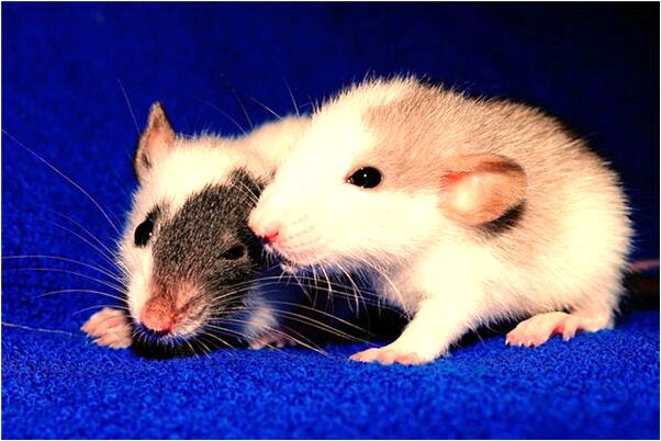 夢到了小豬在母豬身上吃奶有什麼寓意嗎_周公解夢官網