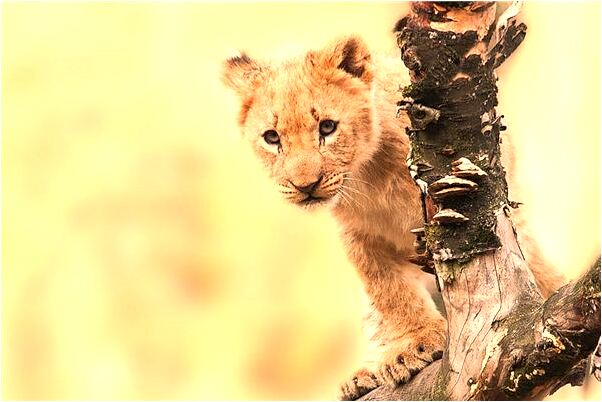 夢到了暗戀的女孩懷孕了是不是好的徵兆呢_周公解夢官網