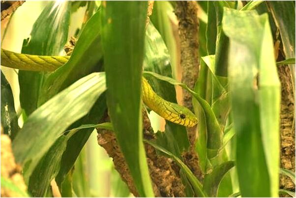 夢見坐板車外出是不是好的徵兆呢_周公解夢官網