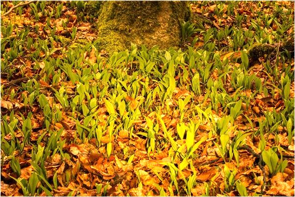 夢到了哪些夢意味著死亡有什麼含義_周公解夢官網