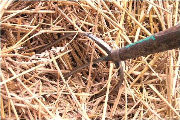 夢到了房間裡動物的預兆_周公解夢官網