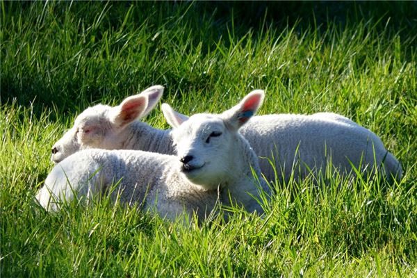 1979年的屬什麼生肖_十二生肖