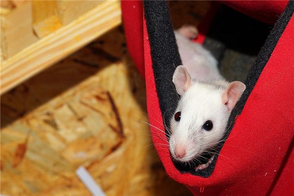 2020年鼠年運程_十二生肖