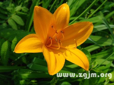 認為家花沒有野花香的星座男生_十二星座