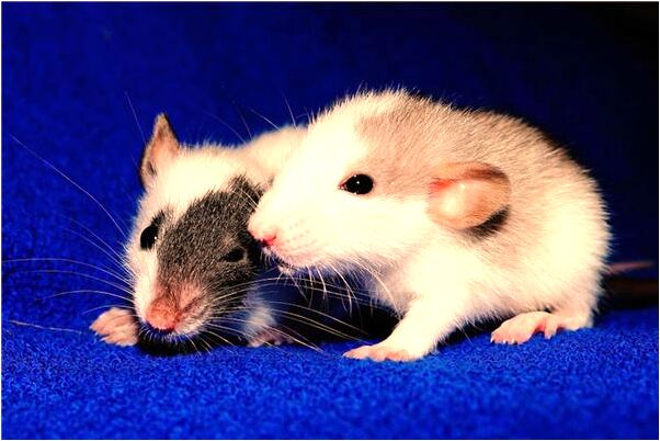 夢見客車翻了人沒事是咋回事_周公解夢官網