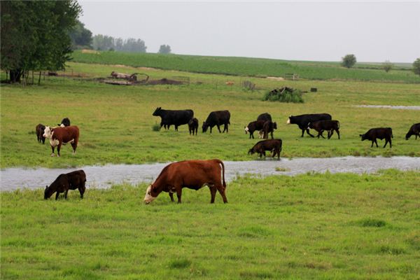 屬相牛在2021年整體運勢年齡多大_十二生肖