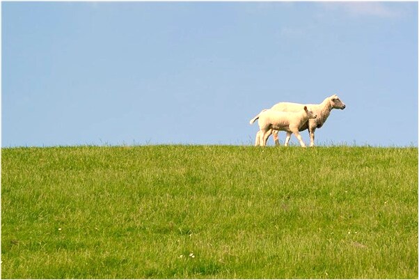 夢見去水裡撿雞蛋有什麼意思_周公解夢官網