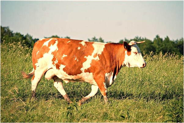 夢到了散落地圖自己揀了一張意味著什麼_周公解夢官網