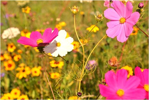夢到了老房子內有墳頭會怎么樣_周公解夢官網