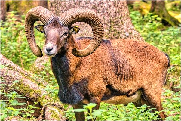 夢到了開心的女人會是什麼預兆_周公解夢官網