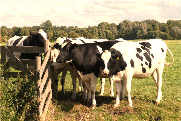 夢到對朋友不滿是好事還是壞事_周公解夢官網