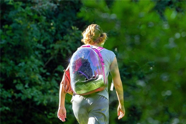 夢見孫子放學代表什麼_周公解夢