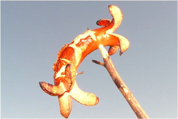 夢到了老公和閨密做愛是咋回事_周公解夢官網