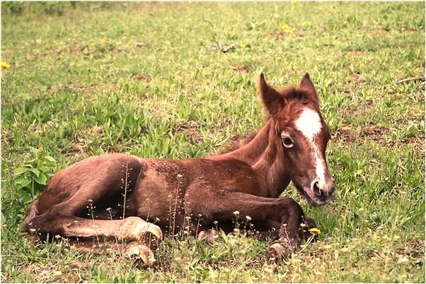 夢見牛受傷被救回預示了什麼_周公解夢官網