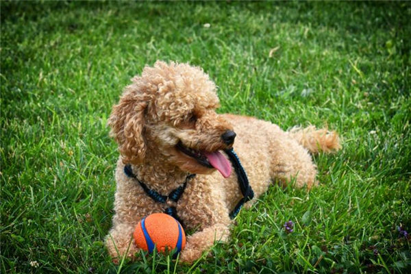 1982年是屬什麼屬相_十二生肖