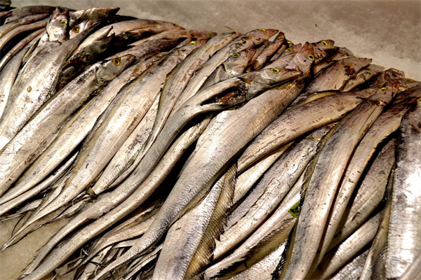 夢見活帶魚是好事還是壞事_周公解夢