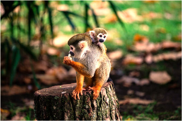 夢到了心愛人剝葡萄給我吃有什麼預示嗎_周公解夢官網