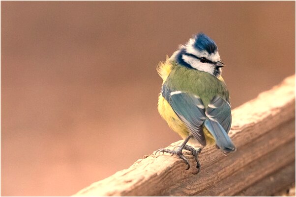 夢到父親病好了有什麼預兆_周公解夢官網