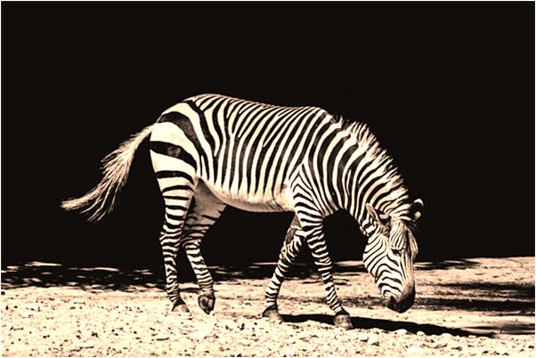 夢到女人送吃穿啥意思_周公解夢官網